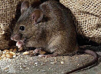 收藏这份冬季灭鼠攻略教你如何正确消灭老鼠